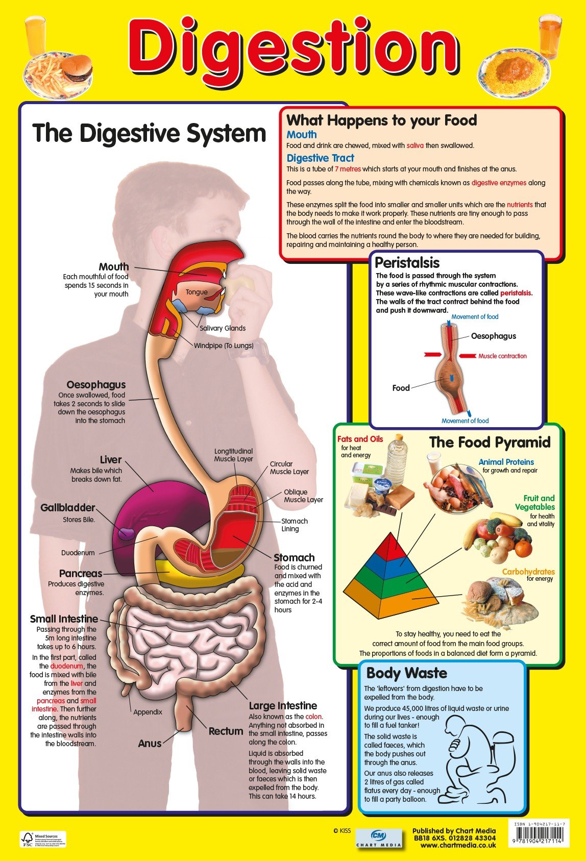 Poster 60cm x 40cm - Digestive System